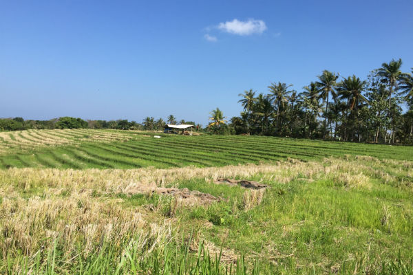 Rice fields next to our villa in the remote village of Antap, Bali